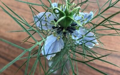 Hochsensibilität im Leben integrieren